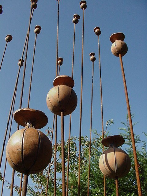 capsule de pavots